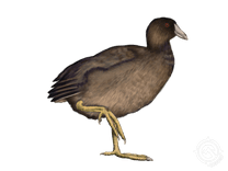 American Coot