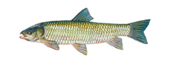 Grass Carp