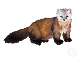 American Marten