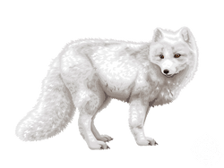 Arctic Fox